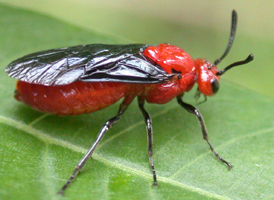 Sumac Sawfly Sumac Sawfly